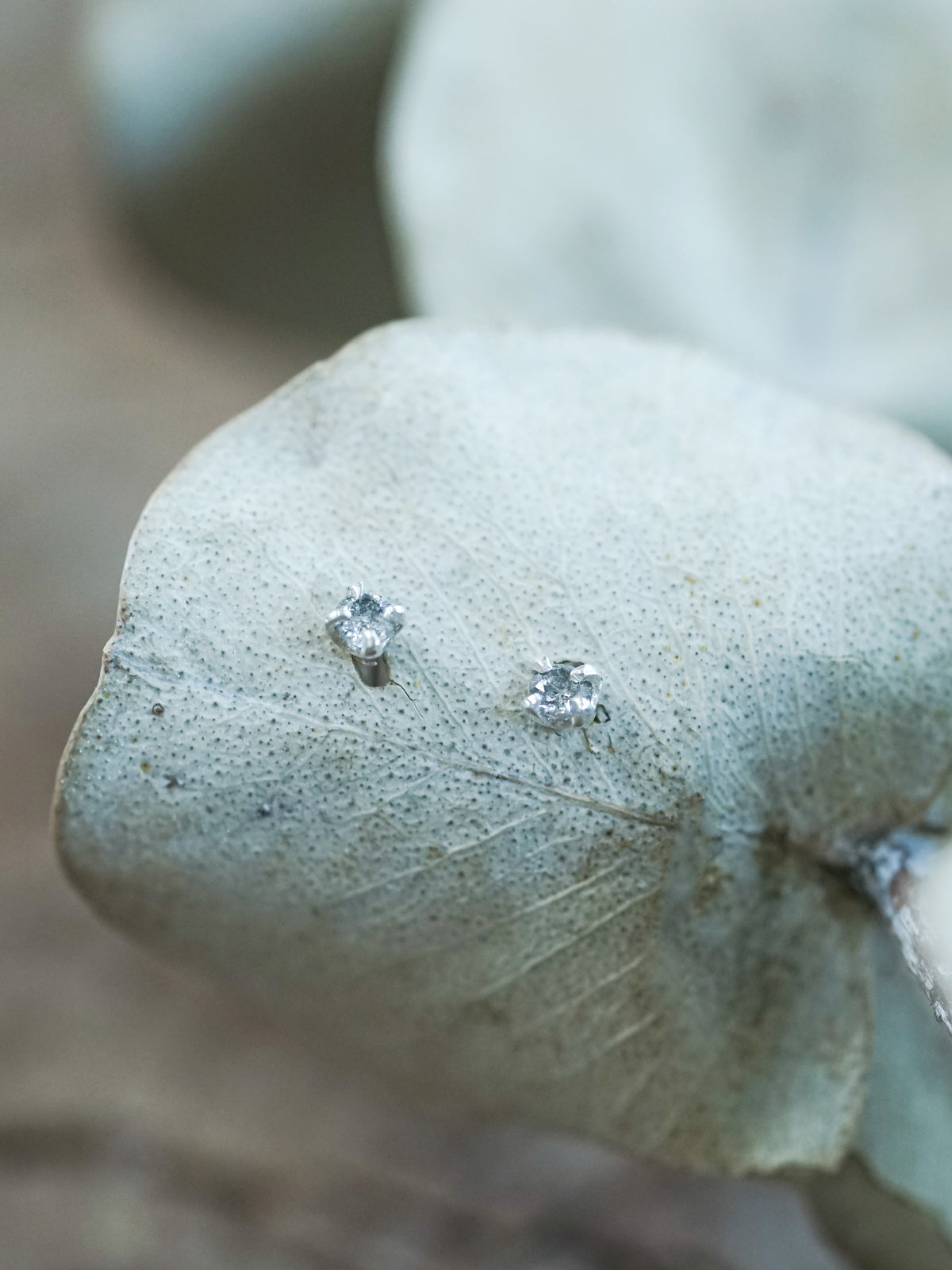 Salt and Pepper Tragus Stud Earring - Gardens of the Sun | Ethical Jewelry